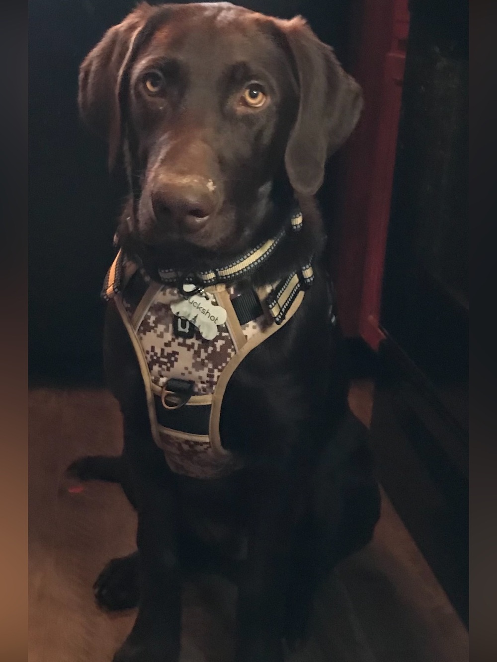 Dog Harness - Digital Camo Tan and Brown